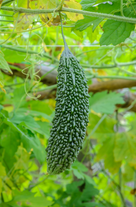 bitter-gourd-one