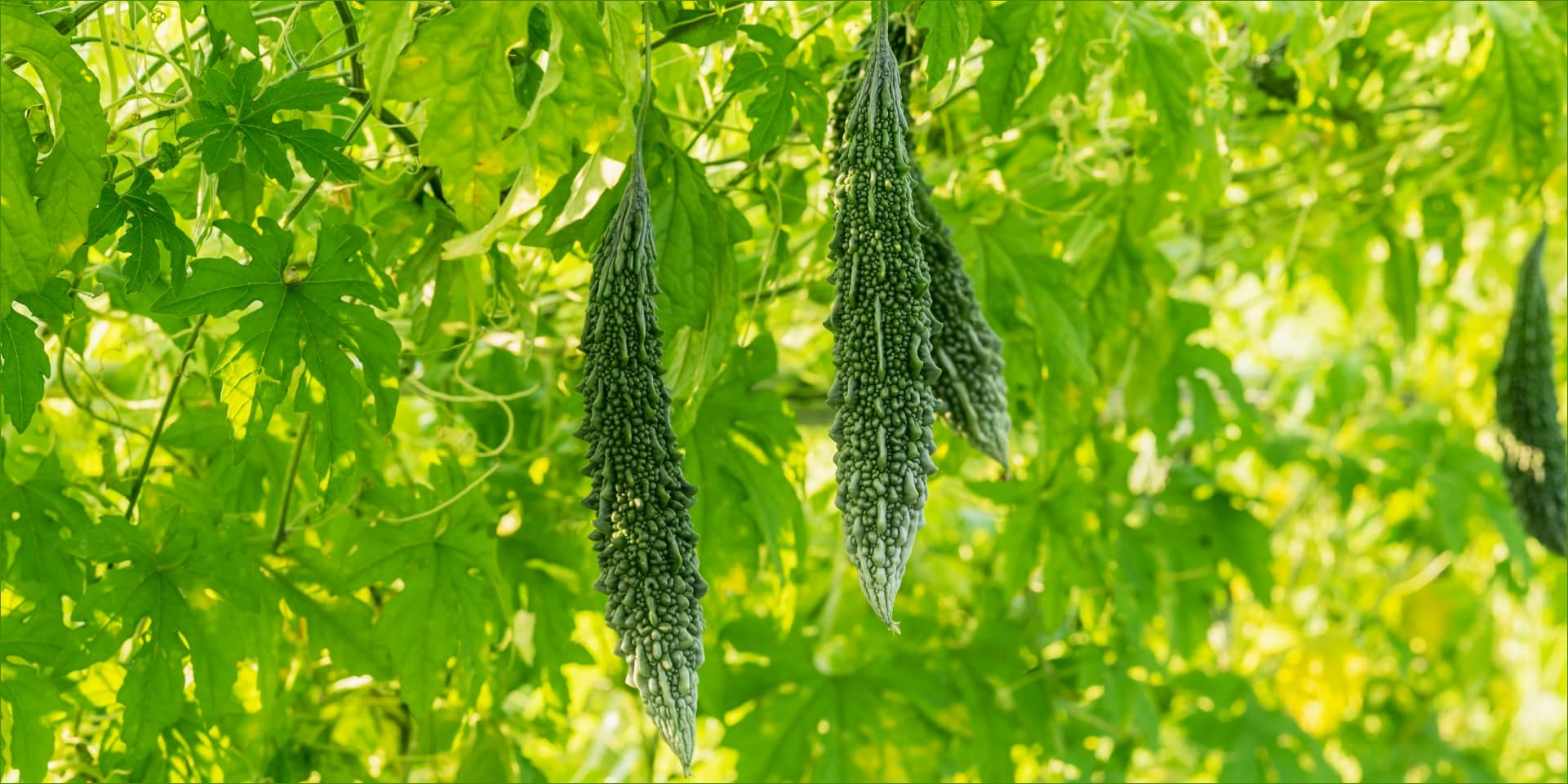tastegood karela biscuits